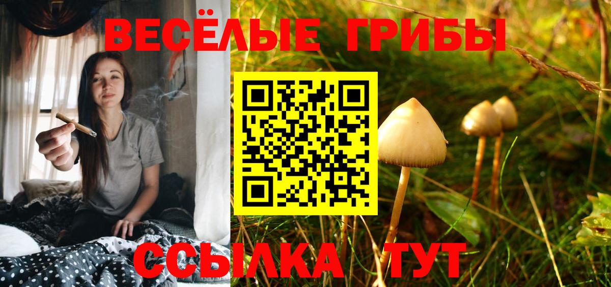 Михайловск  Псилоцибиновые грибы Psilocybe  Вход с VPN 